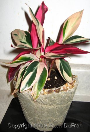 کالاتیا سه رنگ